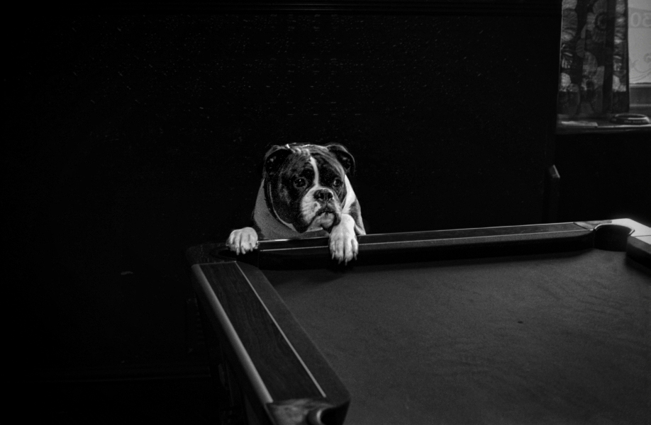 Dog in Pub Dog in Pub - Blackburn a Town and its People Photographic Study