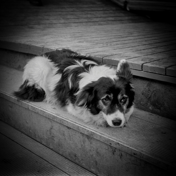 Dog at Blackburn Easter Fair, Blackburn Dog at Blackburn Easter Fair - Blackburn a Town and its People Photographic Study