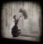 Distressed Rose - Fine Art Flower Photographs by Christopher John Ball - Photographer & Writer