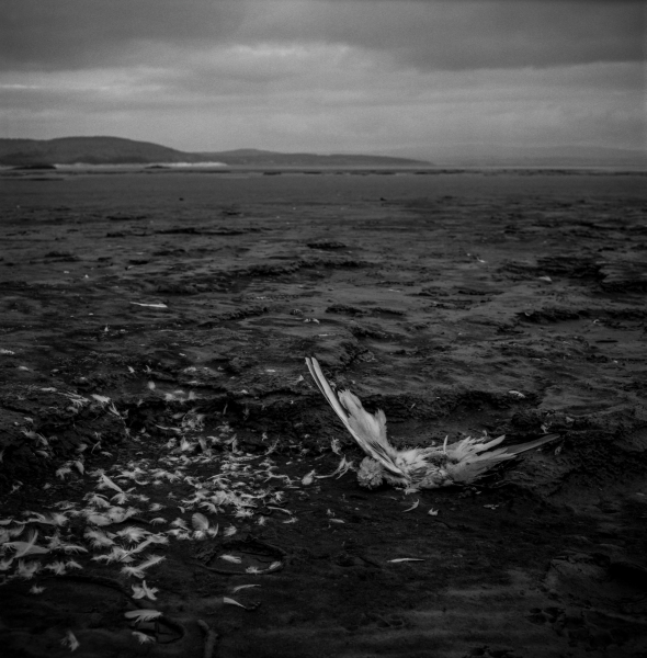 Dead Sea Bird on Beach ,Grange Over Sands 1988 From British Coastal Resorts - Photographic Essay by Christopher John Ball Dead Sea Bird on Beach ,Grange Over Sands 1988 From British Coastal Resorts - Photographic Essay by Christopher John Ball