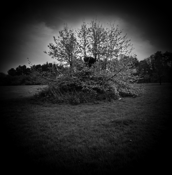 Diana photograph of Tree at Cockfosters, London - 1 by Christopher John Ball - Photographer & Writer Diana photograph of Tree at Cockfosters, London - 1 by Christopher John Ball - Photographer & Writer