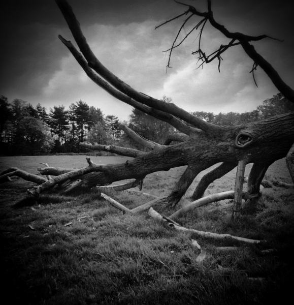 Diana photograph of Tree at Cockfosters, London - 4 by Christopher John Ball - Photographer & Writer Diana photograph of Tree at Cockfosters, London - 4 by Christopher John Ball - Photographer & Writer