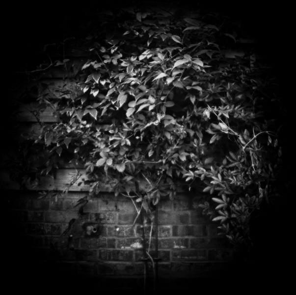 Holga Series 'In Dreams...' - 5 by Christopher John Ball - Photographer & Writer Holga Series 'In Dreams...' - 5 by Christopher John Ball - Photographer & Writer