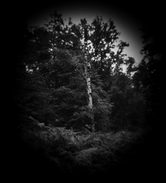 Holga photograph of Tree at Cockfosters, London - 2 by Christopher John Ball - Photographer & Writer Holga photograph of Tree at Cockfosters, London - 2 by Christopher John Ball - Photographer & Writer