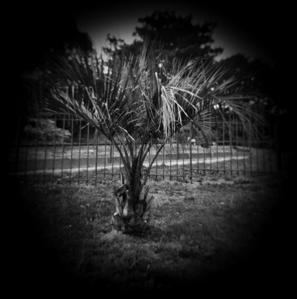 Holga photograph of Tree at Cockfosters, London - 1 by Christopher John Ball - Photographer & Writer Holga photograph of Tree at Cockfosters, London - 1 by Christopher John Ball - Photographer & Writer