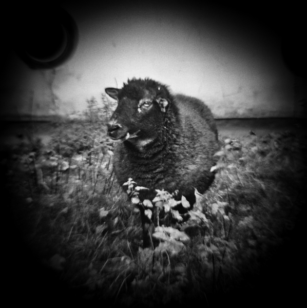 Holga Series 'In Dreams...' - 2  by Christopher John Ball - Photographer & Writer