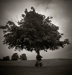 Holga, Diana and Pin Hole Photographs of Trees in London by Christopher John Ball