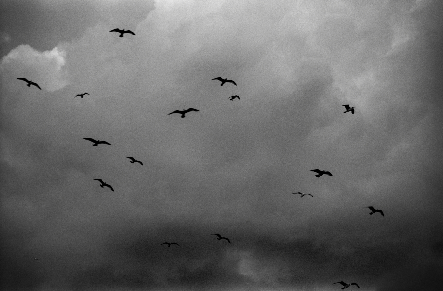 Sea birds in rain, Llandudno 1992 - From British Coastal Resorts - Photographic Essay by Christopher John Ball Sea birds in rain, Llandudno 1992 - From British Coastal Resorts - Photographic Essay by Christopher John Ball