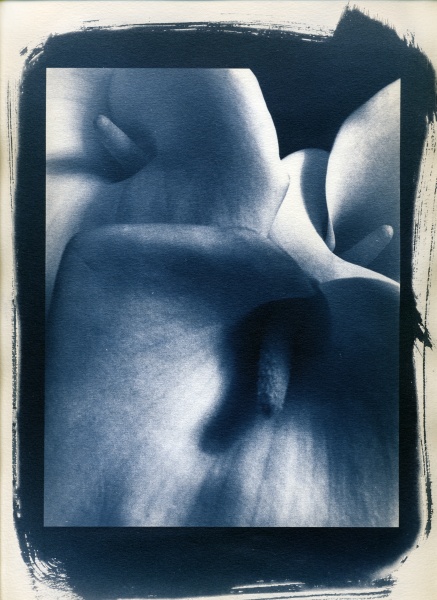 Cyanotype Flower - 1 Cyanotype Flower and Nude Photographs by Christopher John Ball - Photographer & Writer