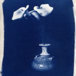 Cyanotype Flower and Nude Photographs by Christopher John Ball - Photographer & Writer