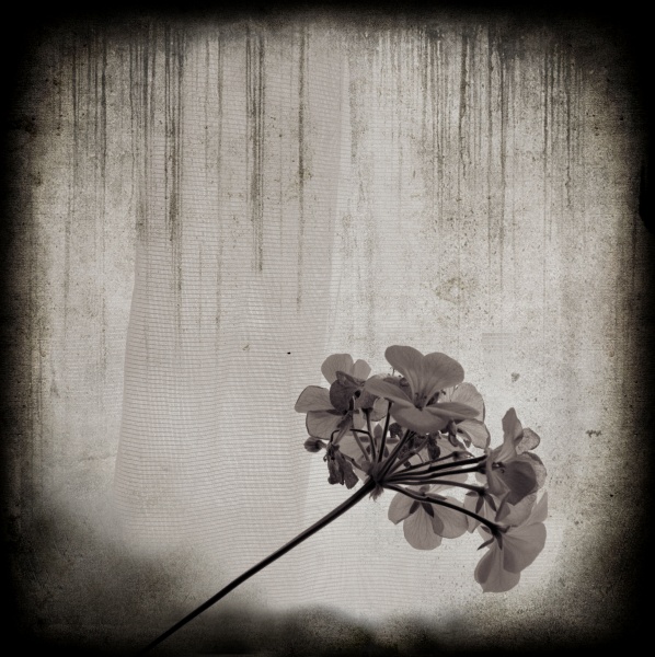 Geraniums by Window -2  Fine Art Flower Photographs by Christopher John Ball - Photographer & Writer