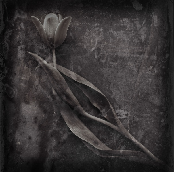 Distressed Tulips -1 - Fine Art Flower Photographs by Christopher John Ball - Photographer & Writer