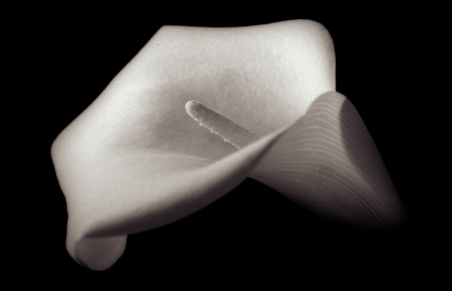 White Calla Lily Series -2 Fine Art Flower Photographs by Christopher John Ball - Photographer & Writer