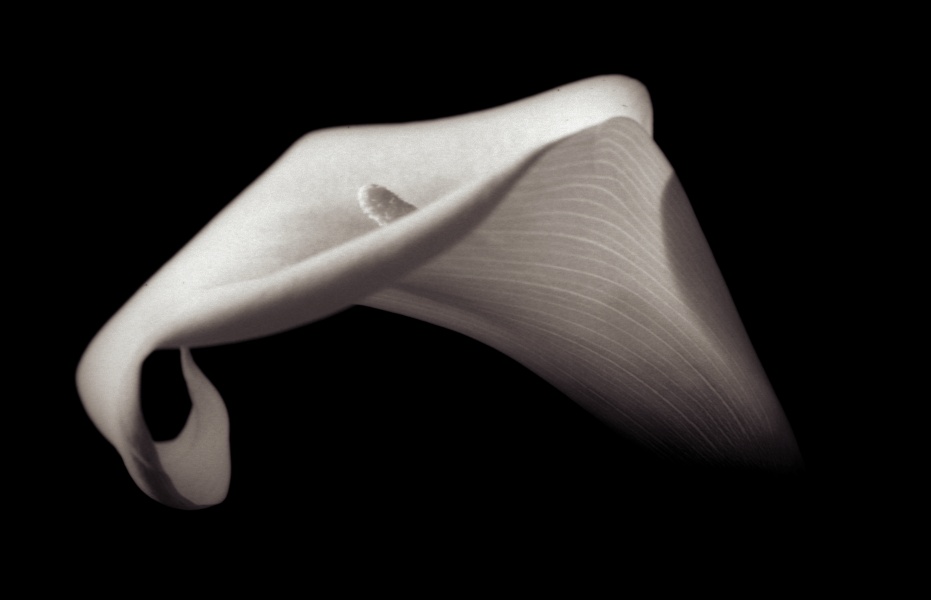 White Calla Lily Series -1 Fine Art Flower Photographs by Christopher John Ball - Photographer & Writer