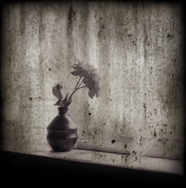 Distressed Rose -1 - Fine Art Flower Photographs by Christopher John Ball - Photographer & Writer