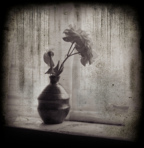 Distressed Rose -2 - Fine Art Flower Photographs by Christopher John Ball - Photographer & Writer