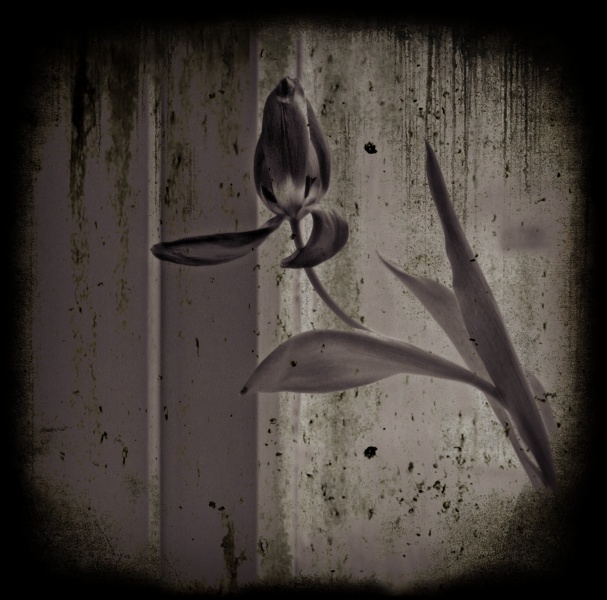 Tulips by Window -1  Fine Art Flower Photographs by Christopher John Ball - Photographer & Writer